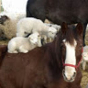 Meet your Posher, Donna